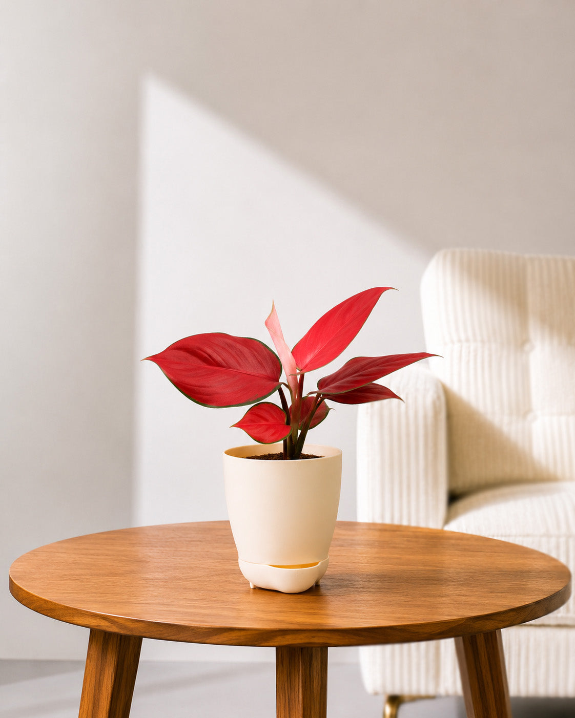 Aglaonema Red Valentine in Self Watering Planter