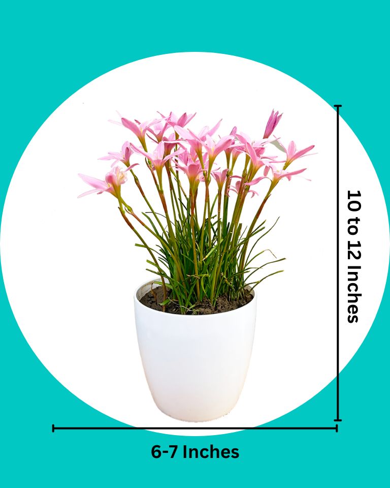 Buy Rain lily plant 