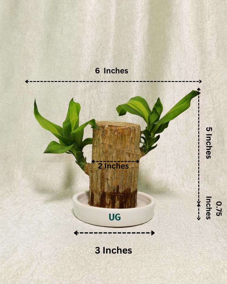 Brazilwood Plant – Dracaena Fragrans With Ceramic Tray