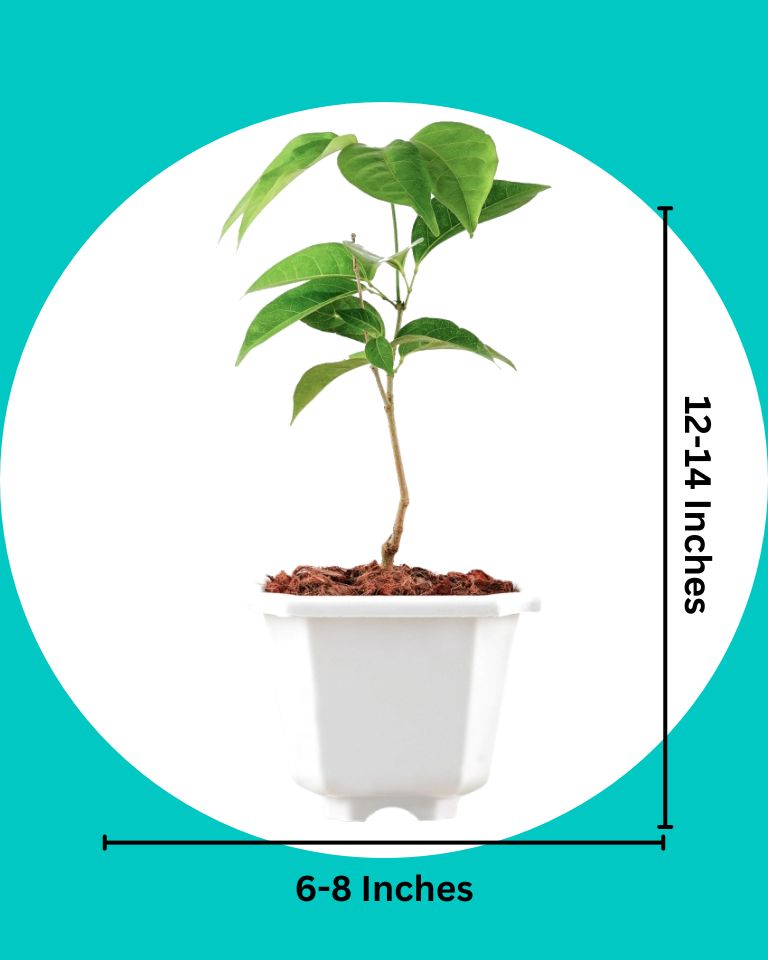 Plants online in Delhi, Plants in Bangalore