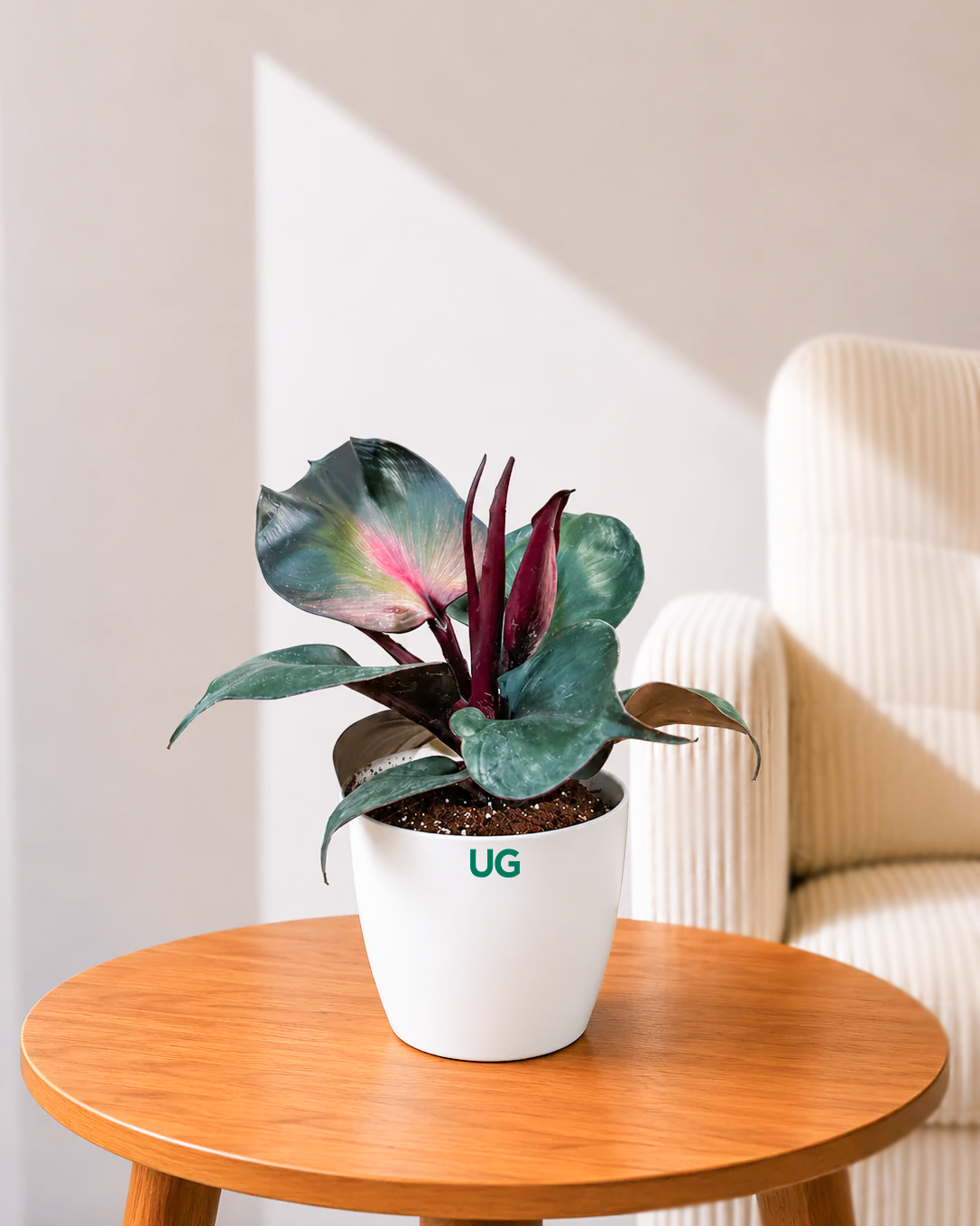 Philodendron Red Heart