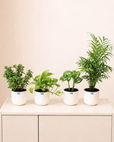 Jade Plant, Green Money Plant, Broken Heart Plant, and Chamaedorea Plant Combo