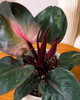 Philodendron Red Heart