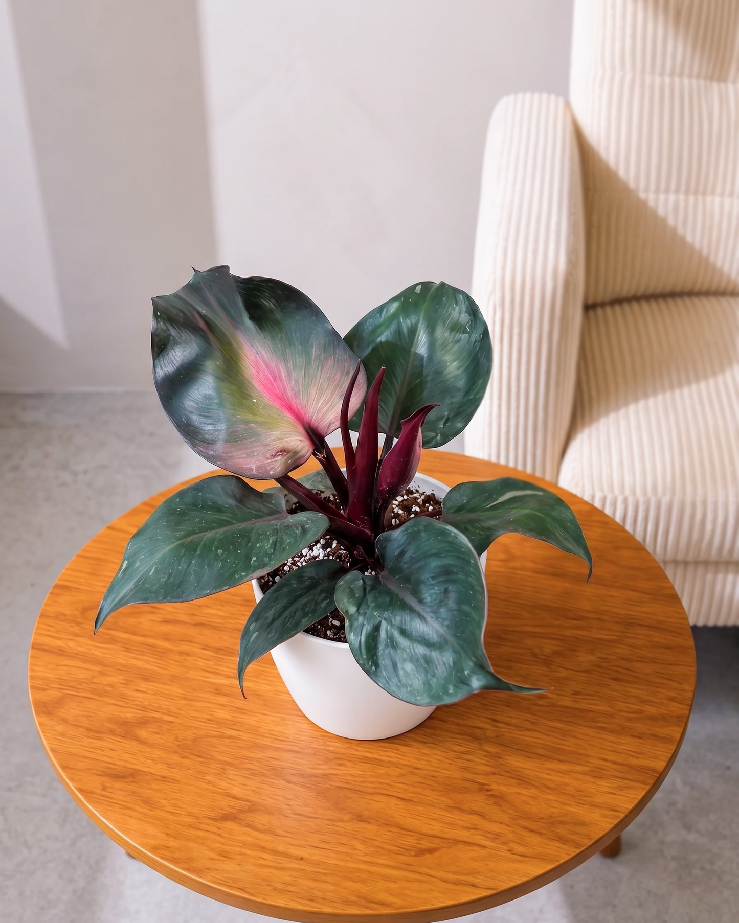 Philodendron Red Heart