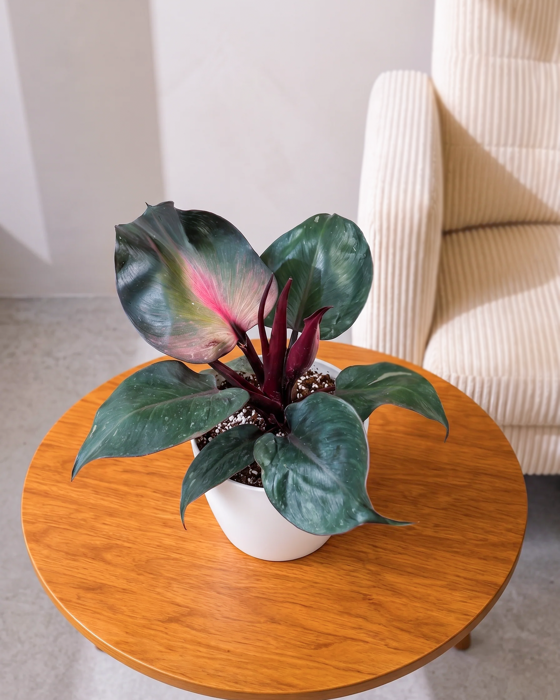 Philodendron Red Heart