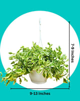 Curly Pedilanthus Variegated in Hanging Basket