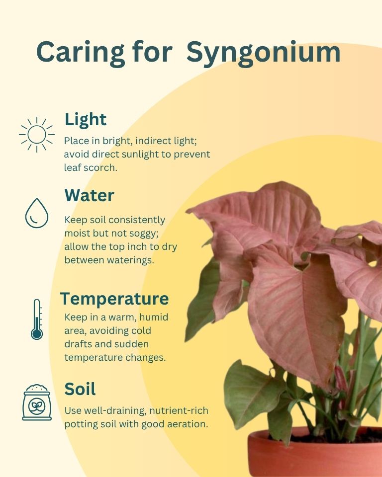 Syngonium Pink in Self Watering Pot