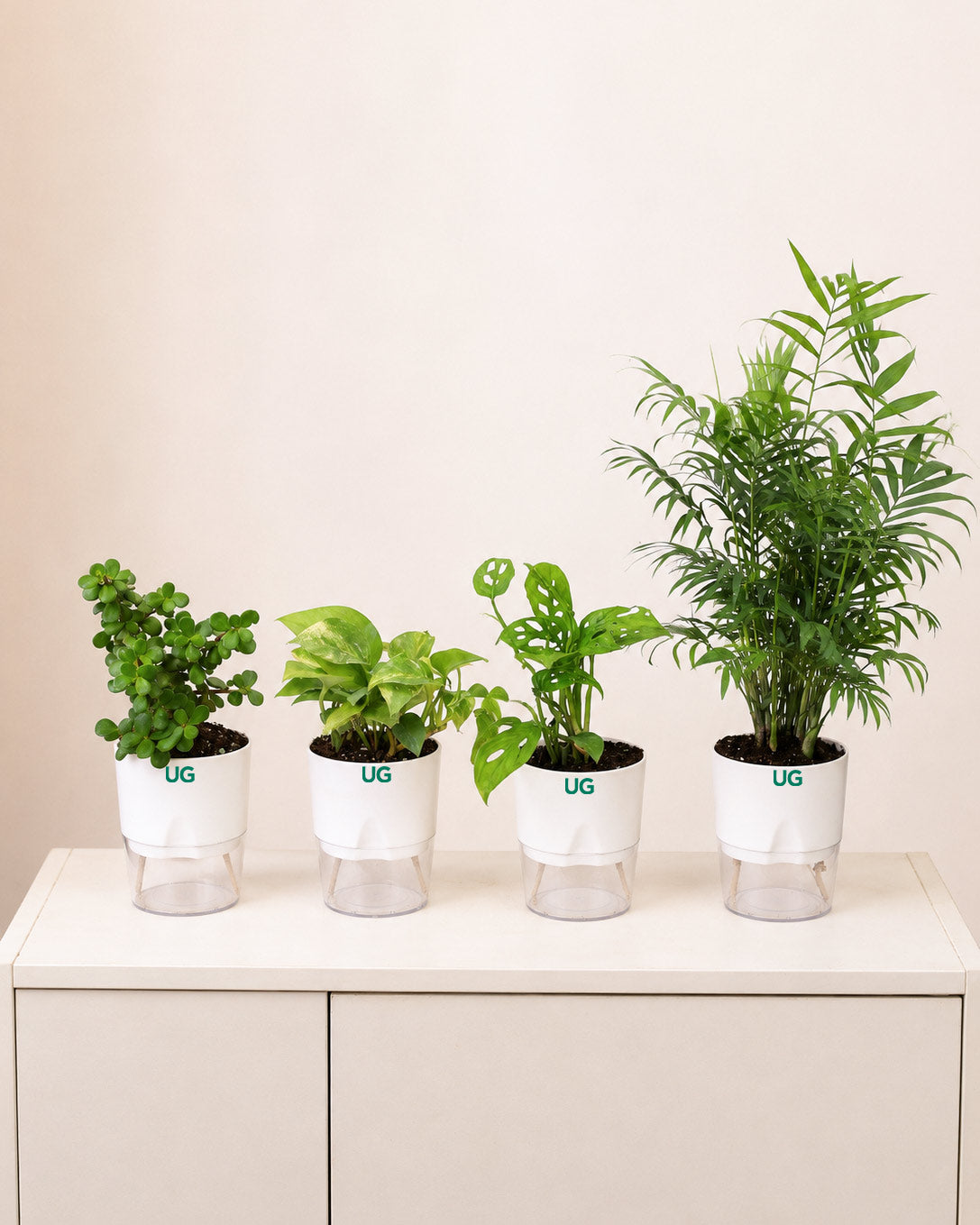 Jade Plant, Green Money Plant, Broken Heart Plant, and Chamaedorea Plant Combo