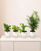 Jade Plant, Green Money Plant, Broken Heart Plant, and Chamaedorea Plant Combo