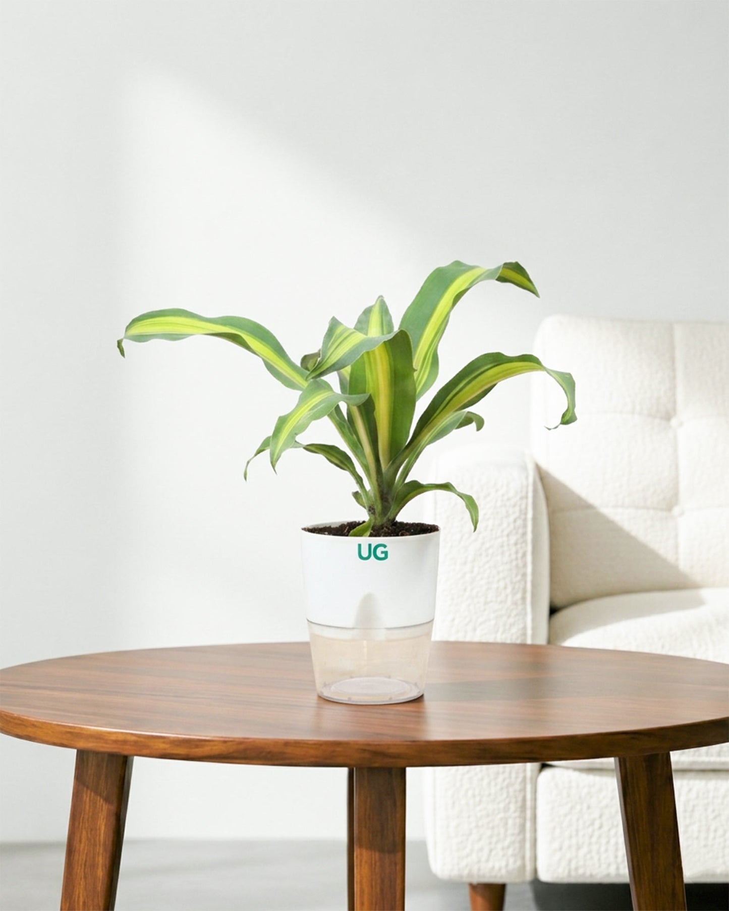 Dracaena Fragrans