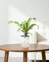 Dracaena Fragrans