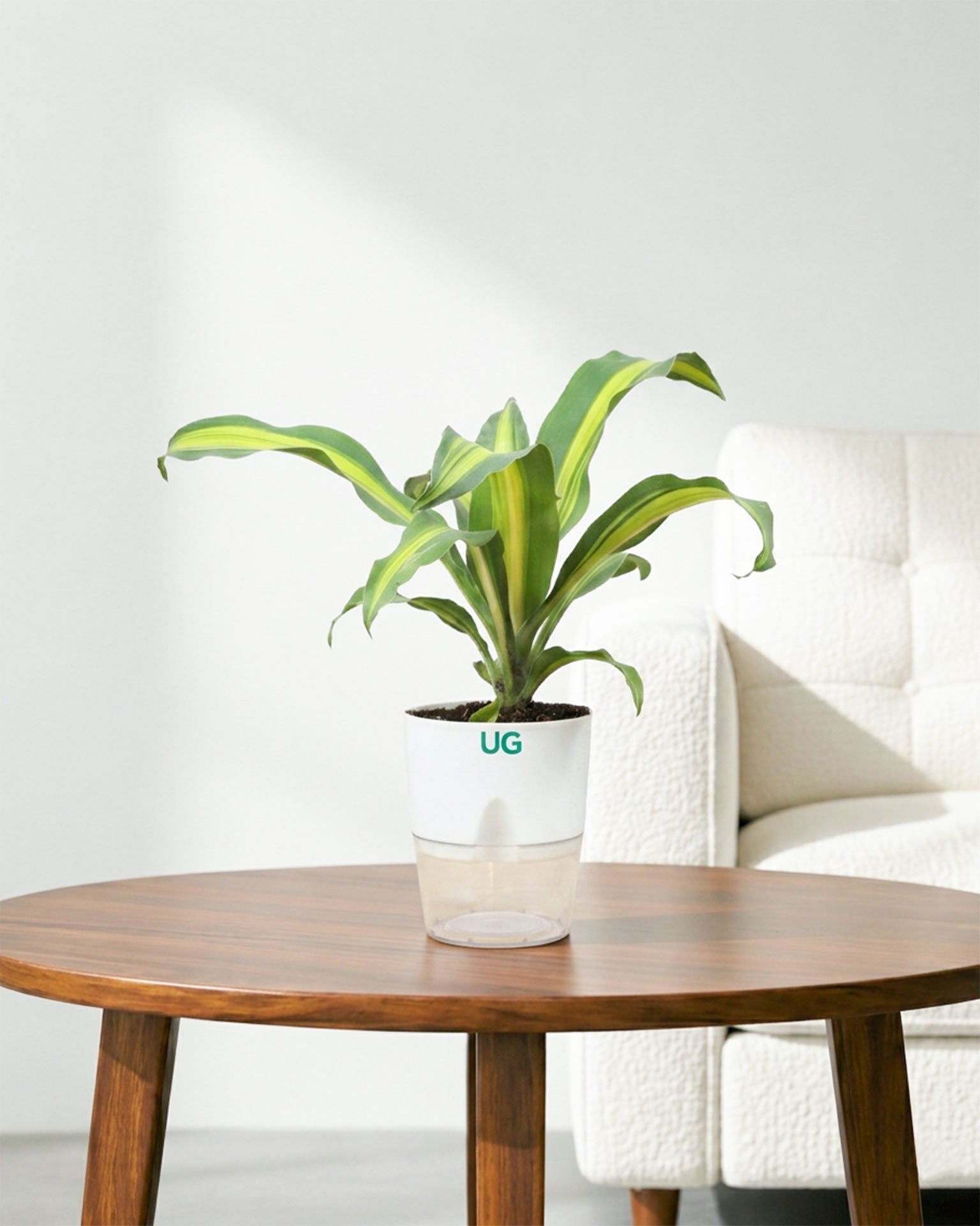 Dracaena Fragrans