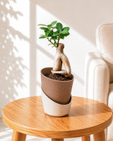 Ficus bonsai In Self-Watering (Small)
