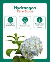 Hydrangea Plant