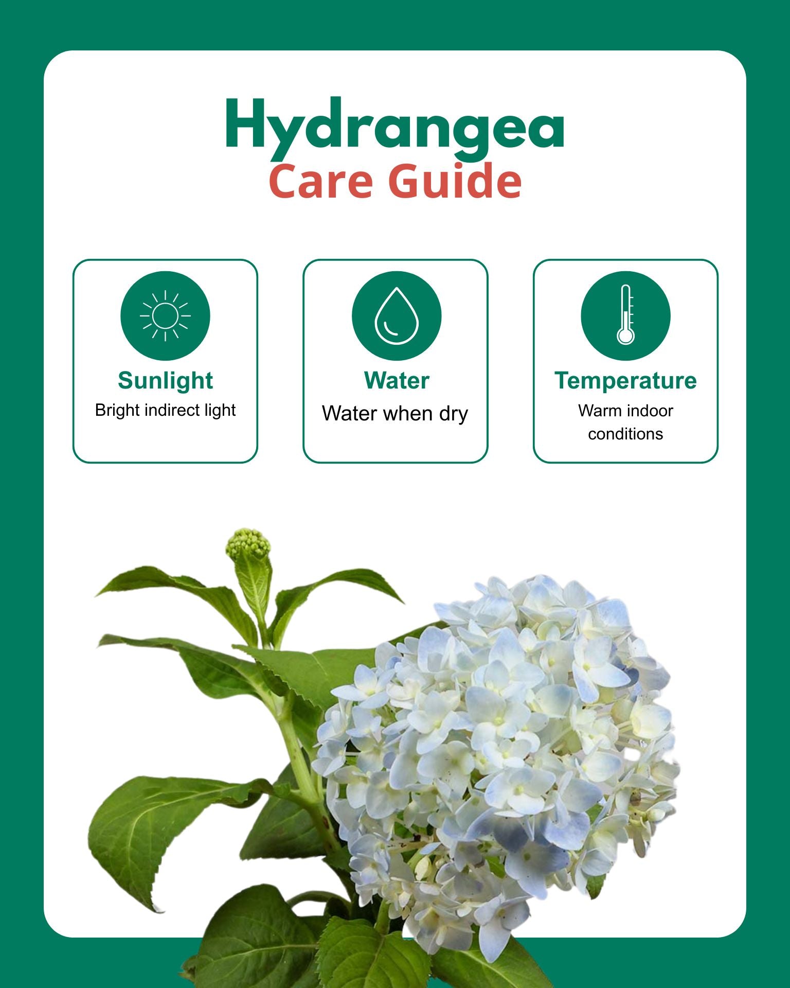 Hydrangea Plant
