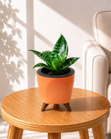 Sansevieria Snake Plant
