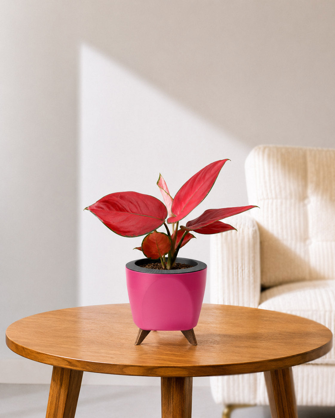 Aglaonema Red Valentine in Self Watering Planter