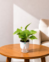 Jade Plant, Green Money Plant, Broken Heart Plant, and Chamaedorea Plant Combo