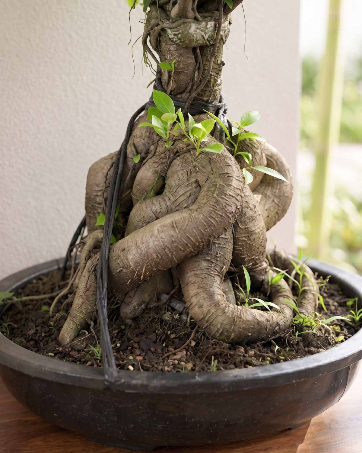 Ficus Panda Bonsai