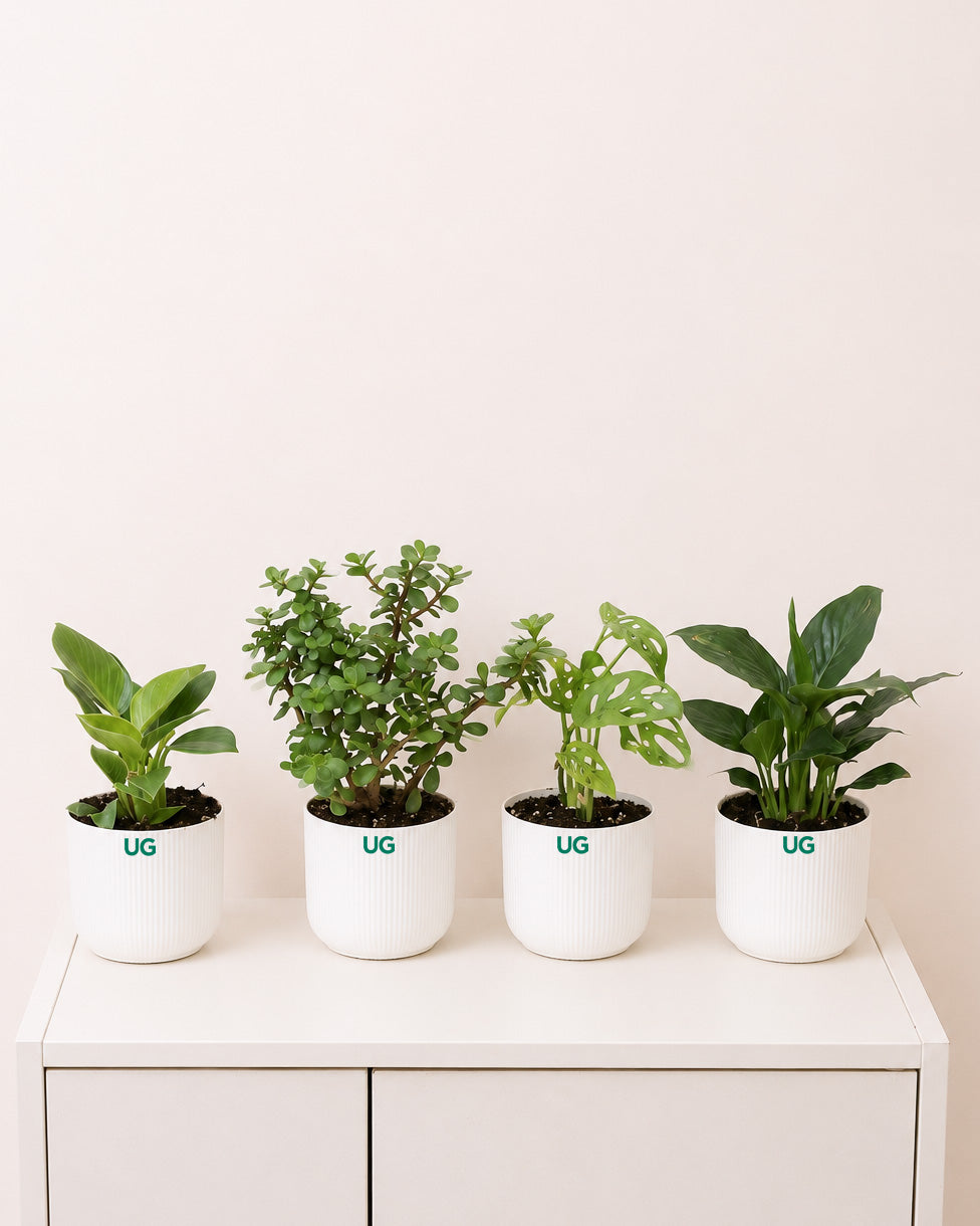 Birkin Plant, Jade Plant, Broken Heart Plant, and Peace Lily Plant Combo