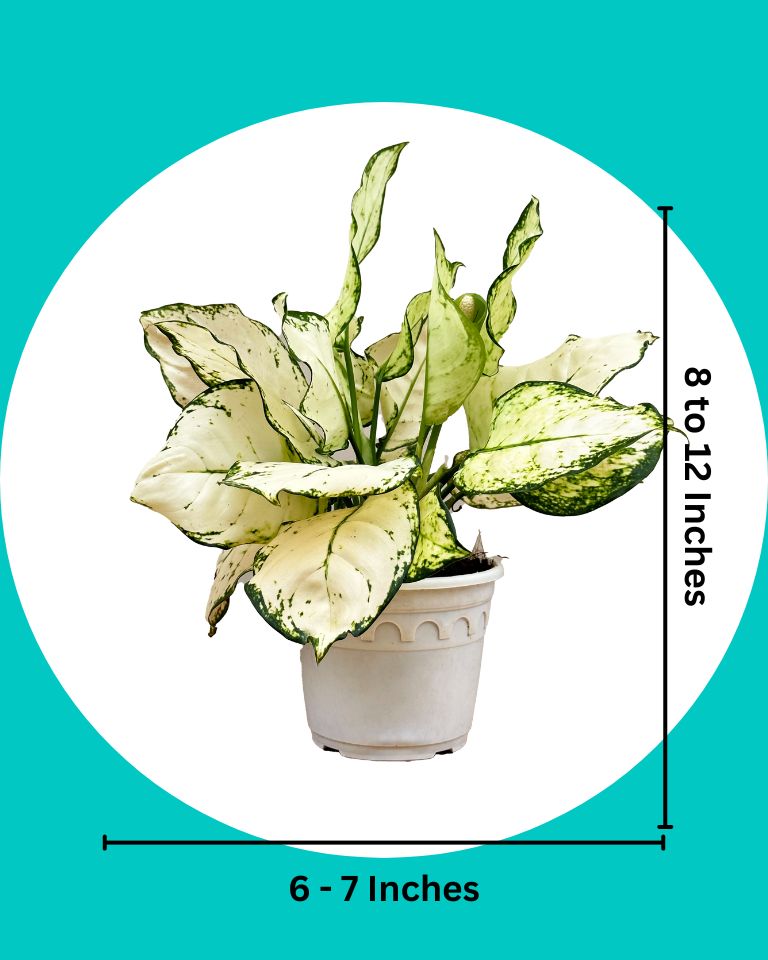 aglaonema super white care Buy Aglaonema Super White Plant Online at The Lowest