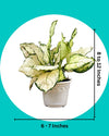 Buy super white plant online in Delhi