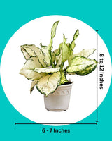 Buy super white plant online in Delhi