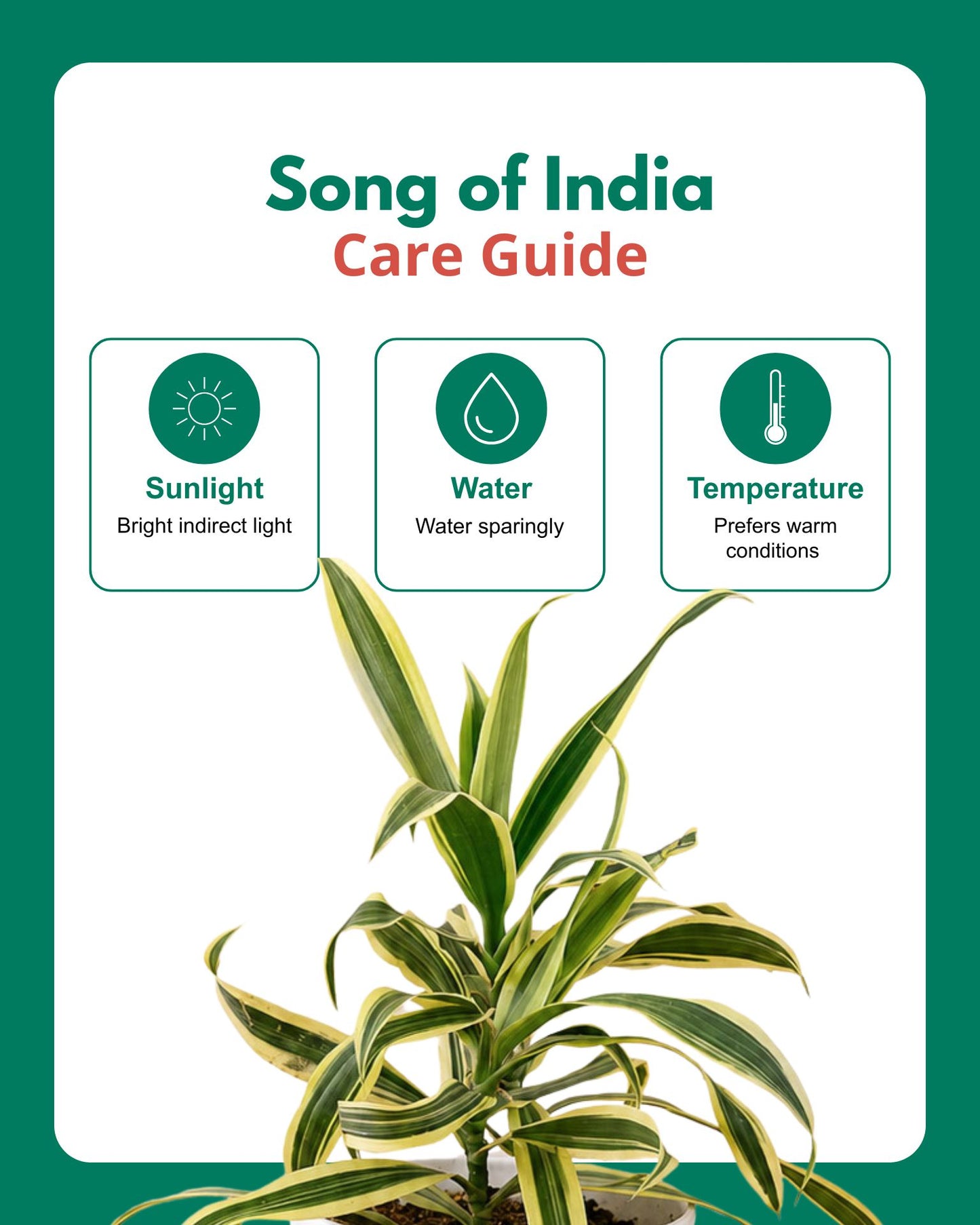 Indoor Combo Of Jade Plant And Song Of India