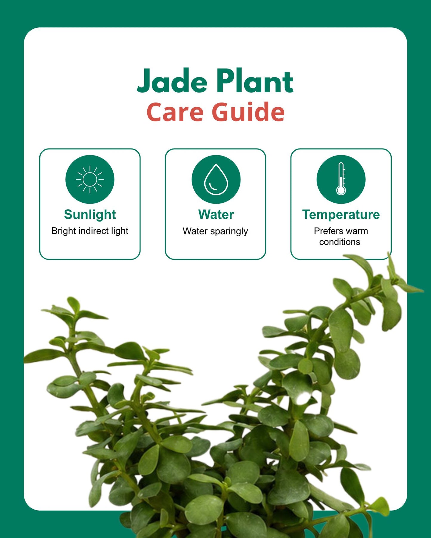Indoor Combo Of Jade Plant And Song Of India