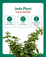 Indoor Combo Of Jade Plant And Song Of India