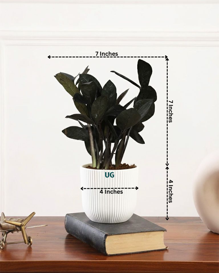 Air Purifying Plant Combo