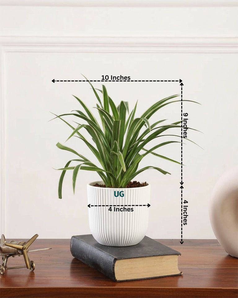 Air Purifying Plant Combo