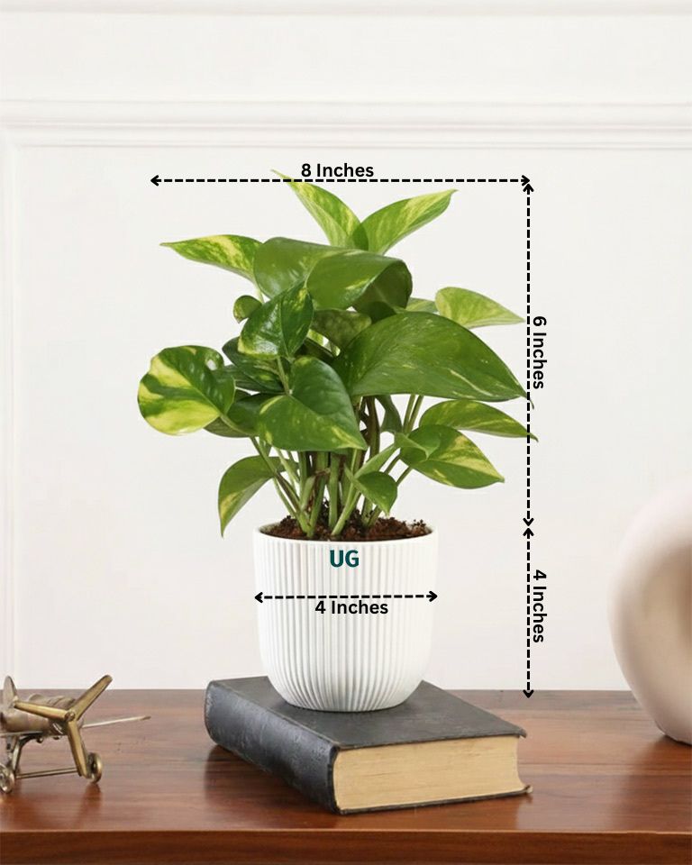 Air Purifying Plant Combo