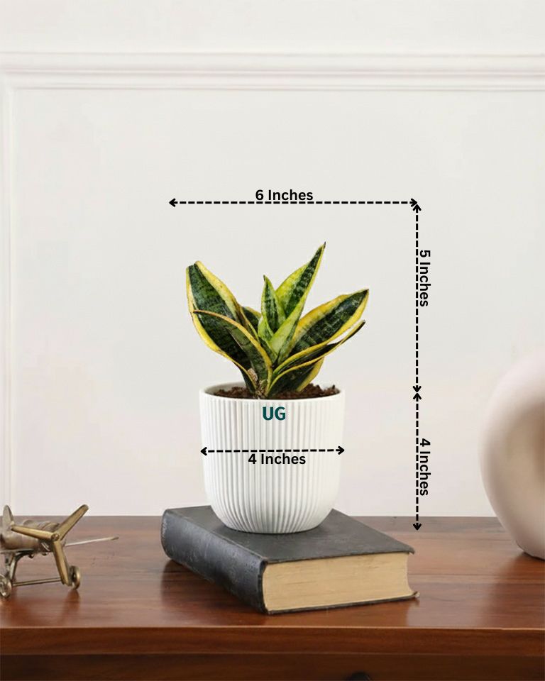 Air Purifying Plant Combo