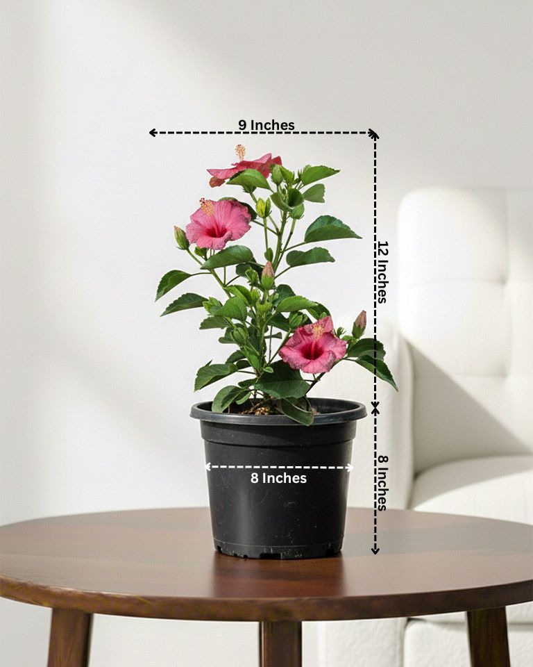 Hibiscus Plant