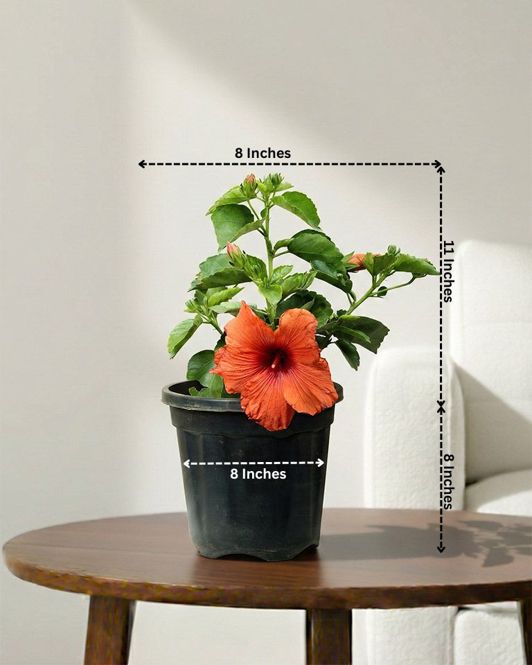 Hibiscus Plant