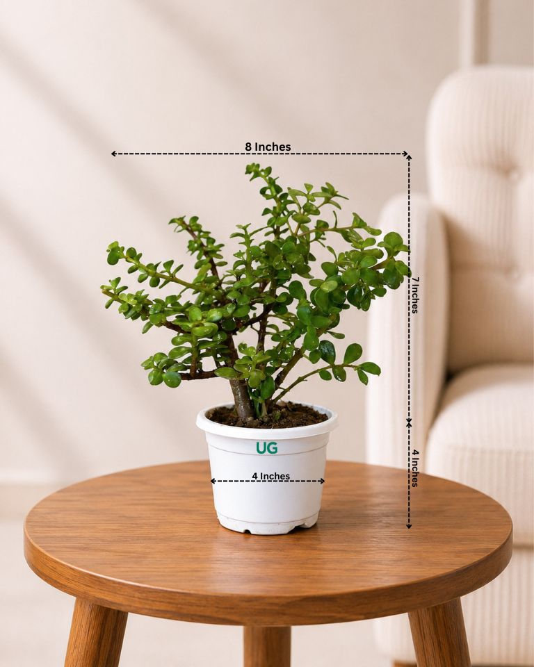 Jade Plant, Elephant Bush