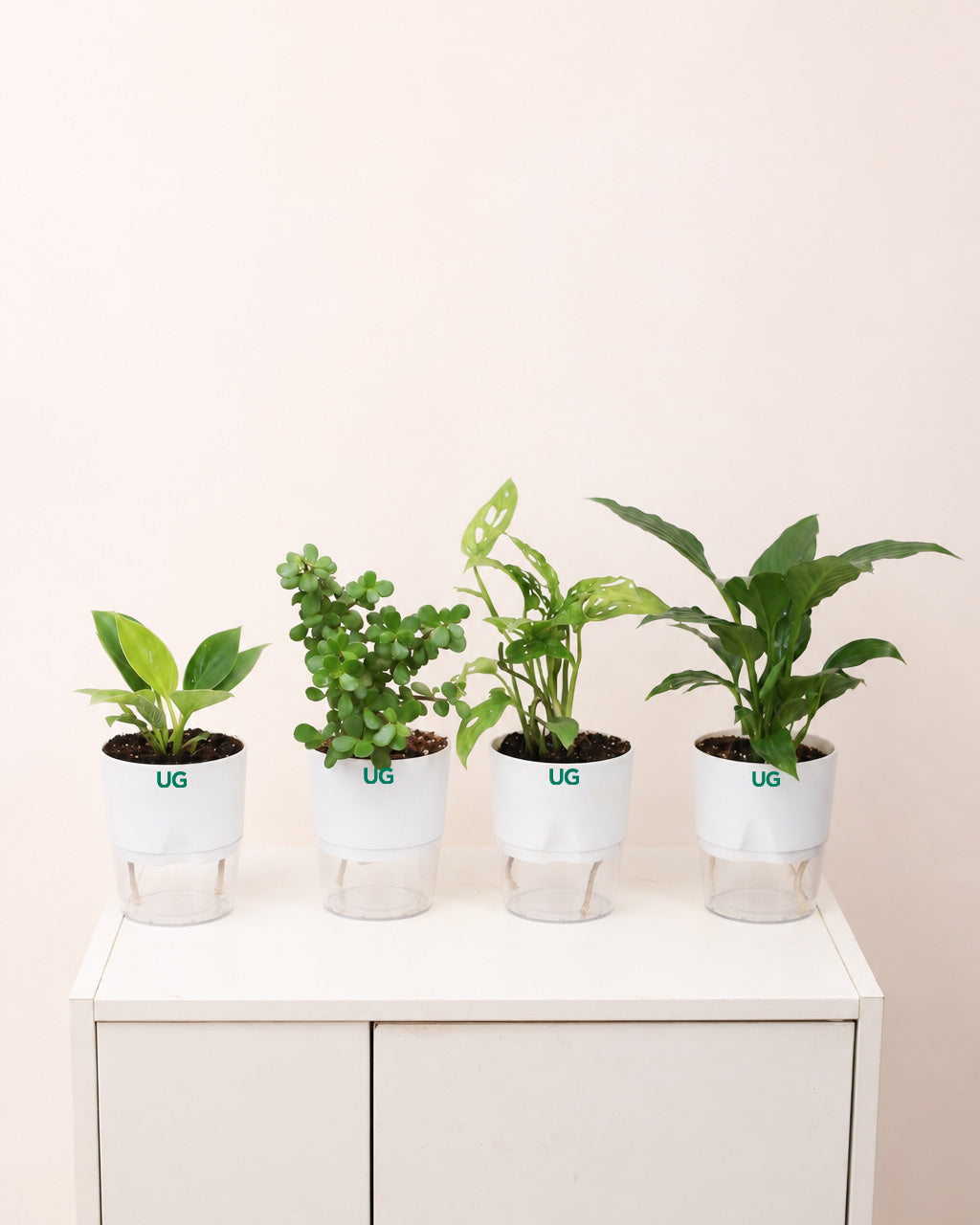 Birkin Plant, Jade Plant, Broken Heart Plant, and Peace Lily Plant Combo