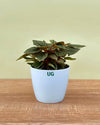Peperomia caperata 'Rosso' | Rosso Tanaman Radiator Plant