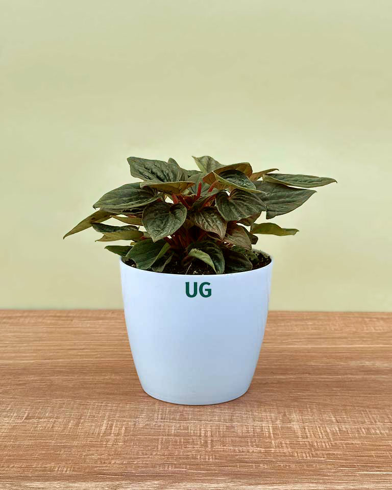 Peperomia caperata 'Rosso' | Rosso Tanaman Radiator Plant