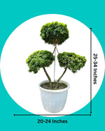 Murraya Topiary Tree (Diamond Shaped)
