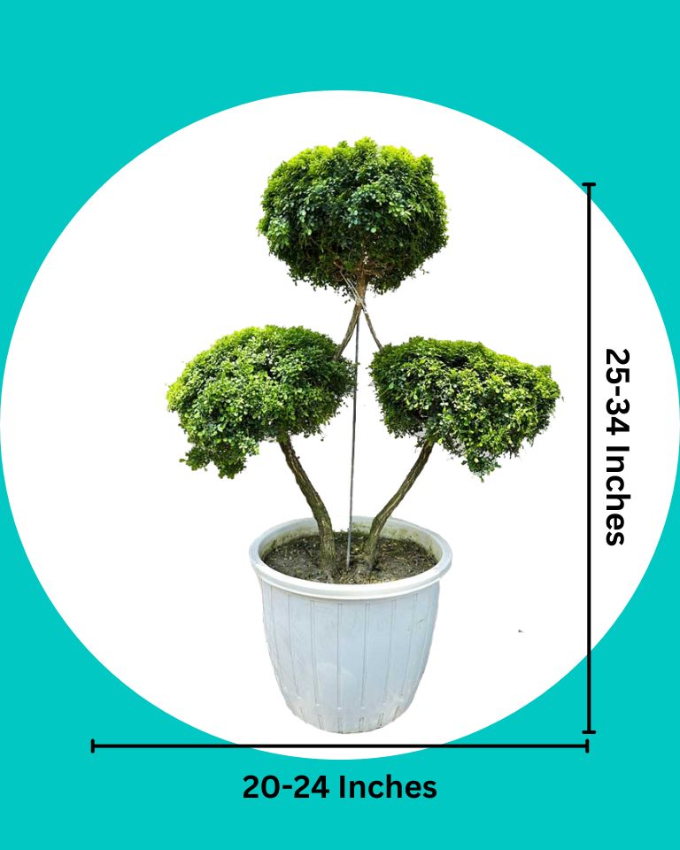 Murraya Topiary Tree (Diamond Shaped)