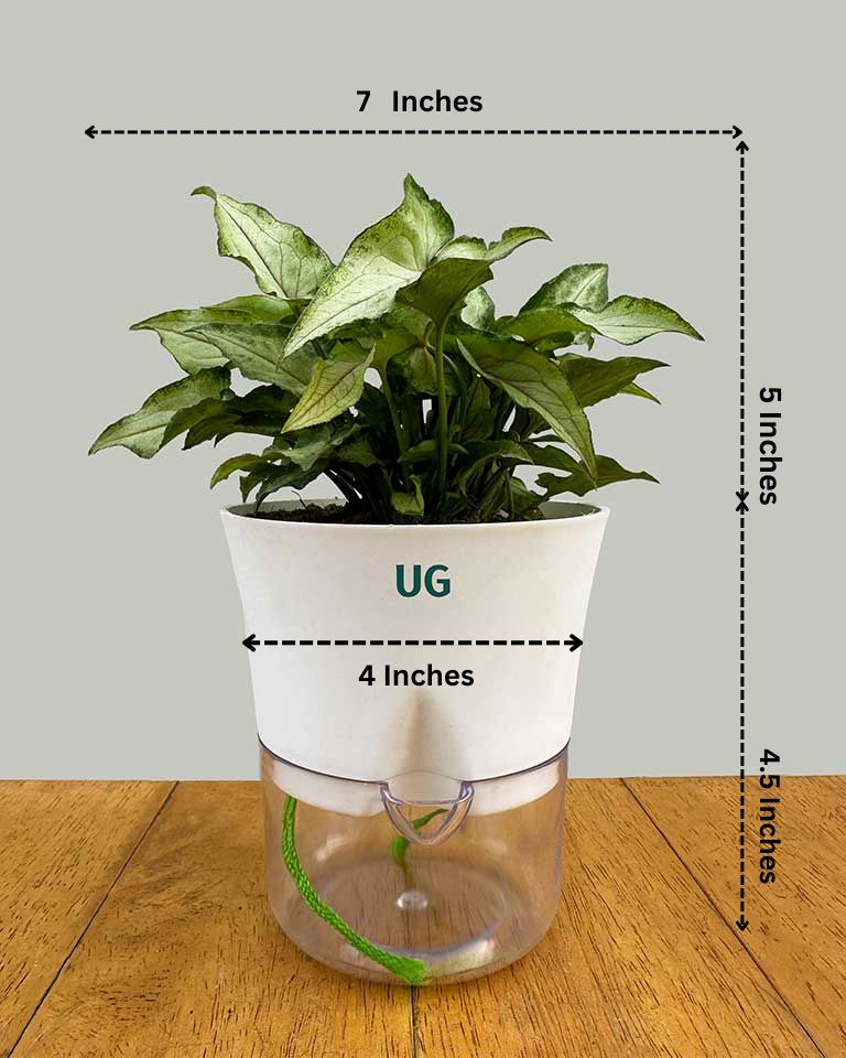 Syngonium Arrowhead in Self-Watering Planter