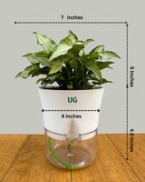 Syngonium Arrowhead in Self-Watering Planter