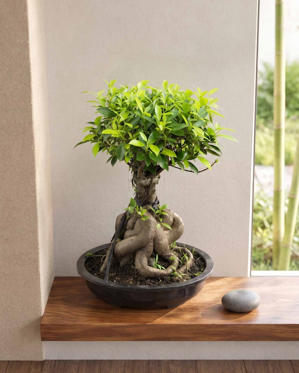 Ficus Panda Bonsai