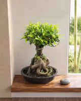 Ficus Panda Bonsai