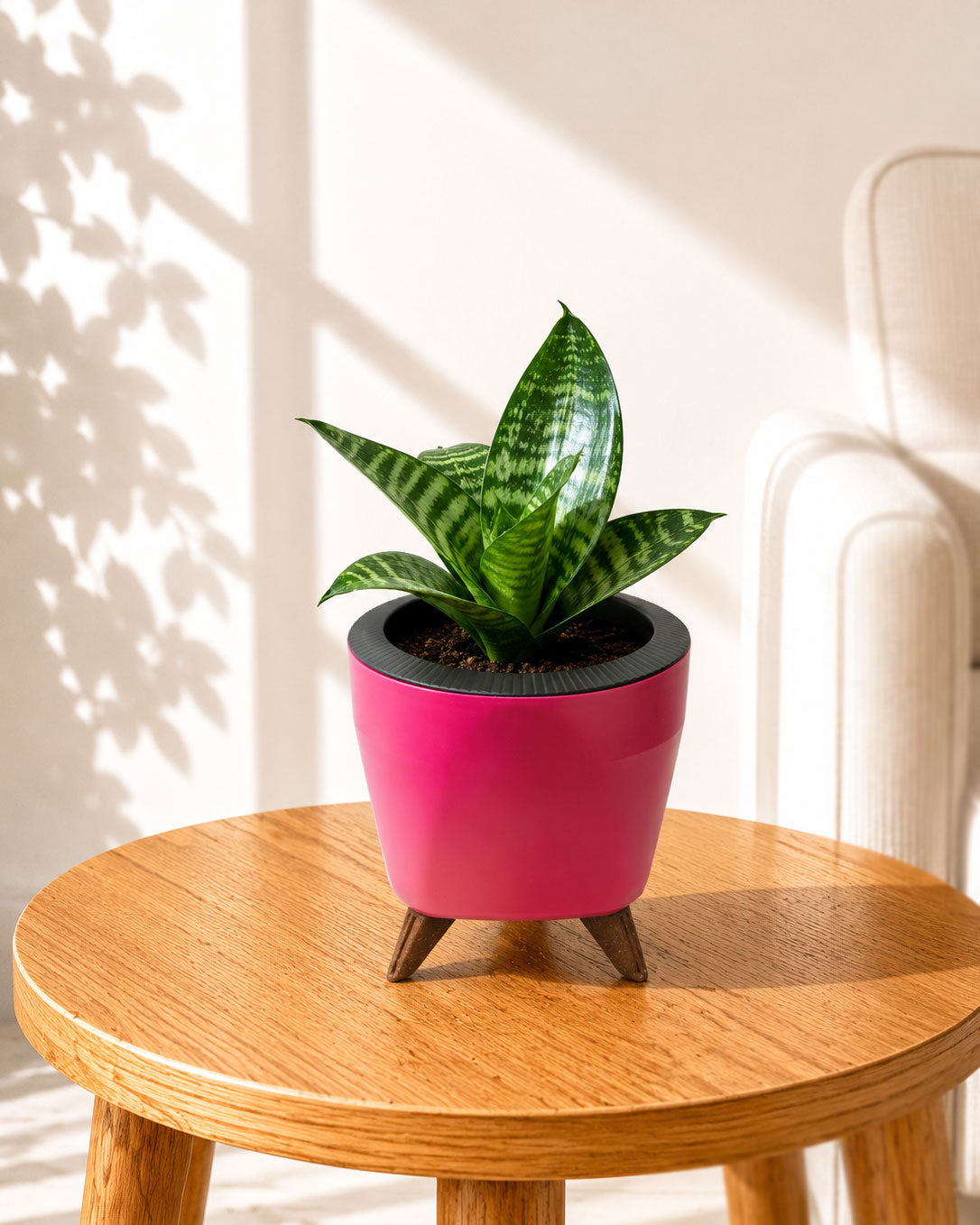 Sansevieria Snake Plant