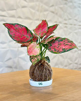 Aglaonema ‘Pink Anyamanee’ Kokedama