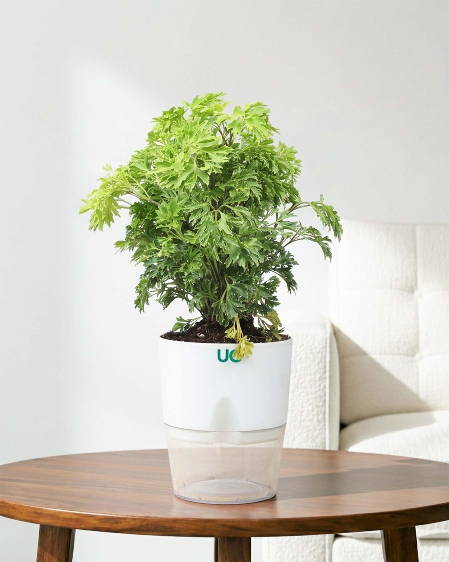 Aralia Variegated Plant