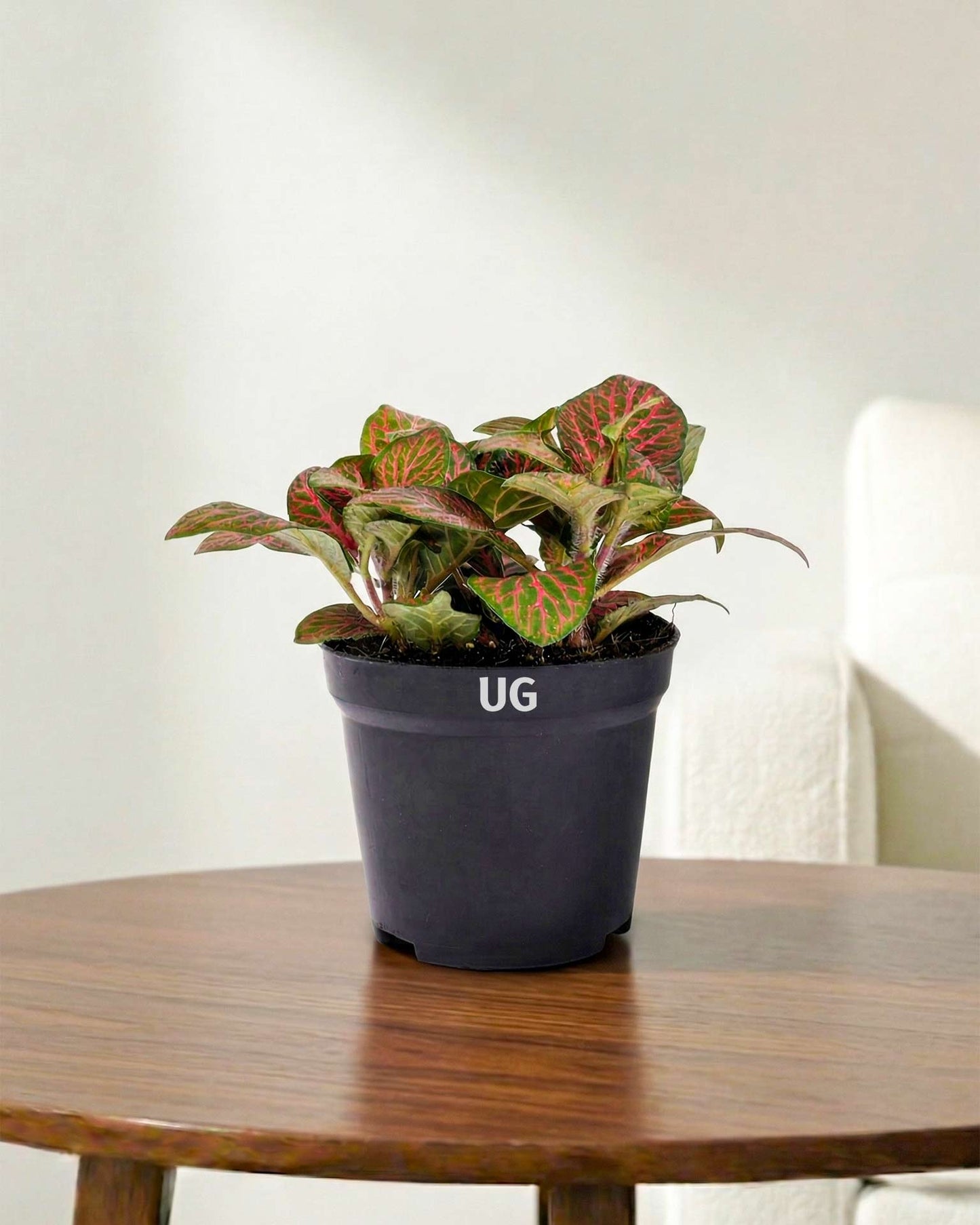 Fittonia Plant